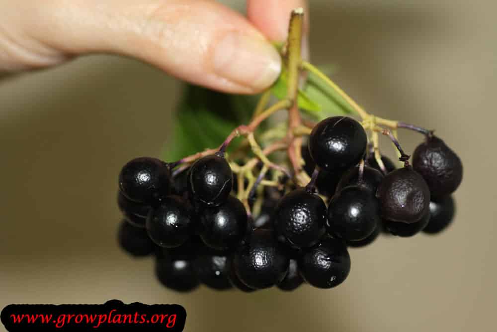 Harvest Curry tree fruits