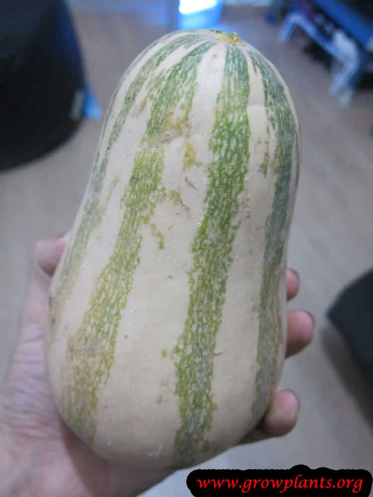 Cushaw squash