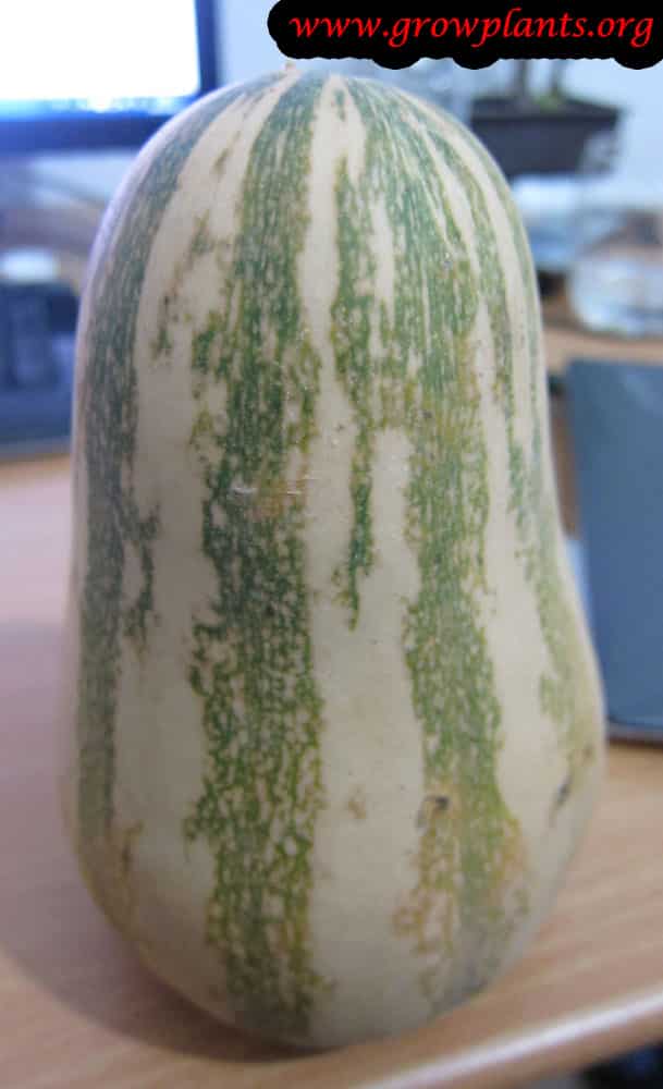 Cushaw squash plant care