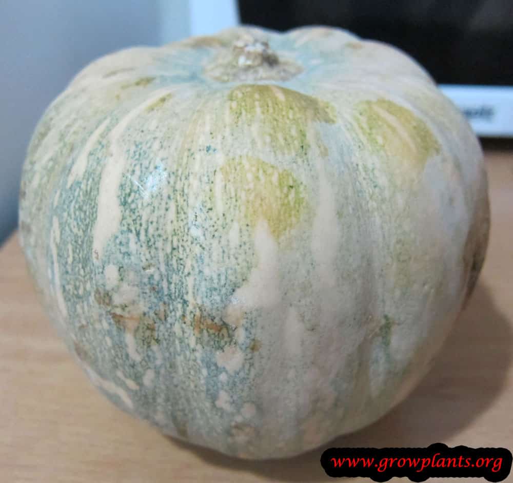 Growing Cushaw squash plant