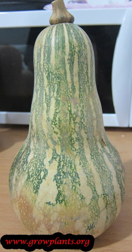 Harvest Cushaw squash plant