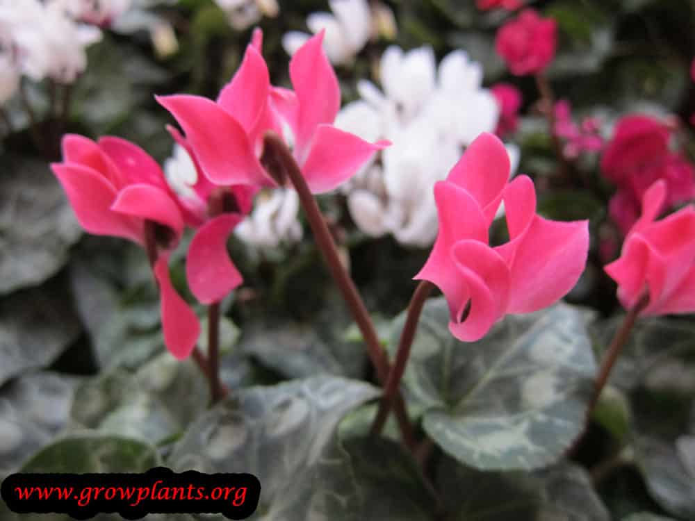 Cyclamen persicum plant care