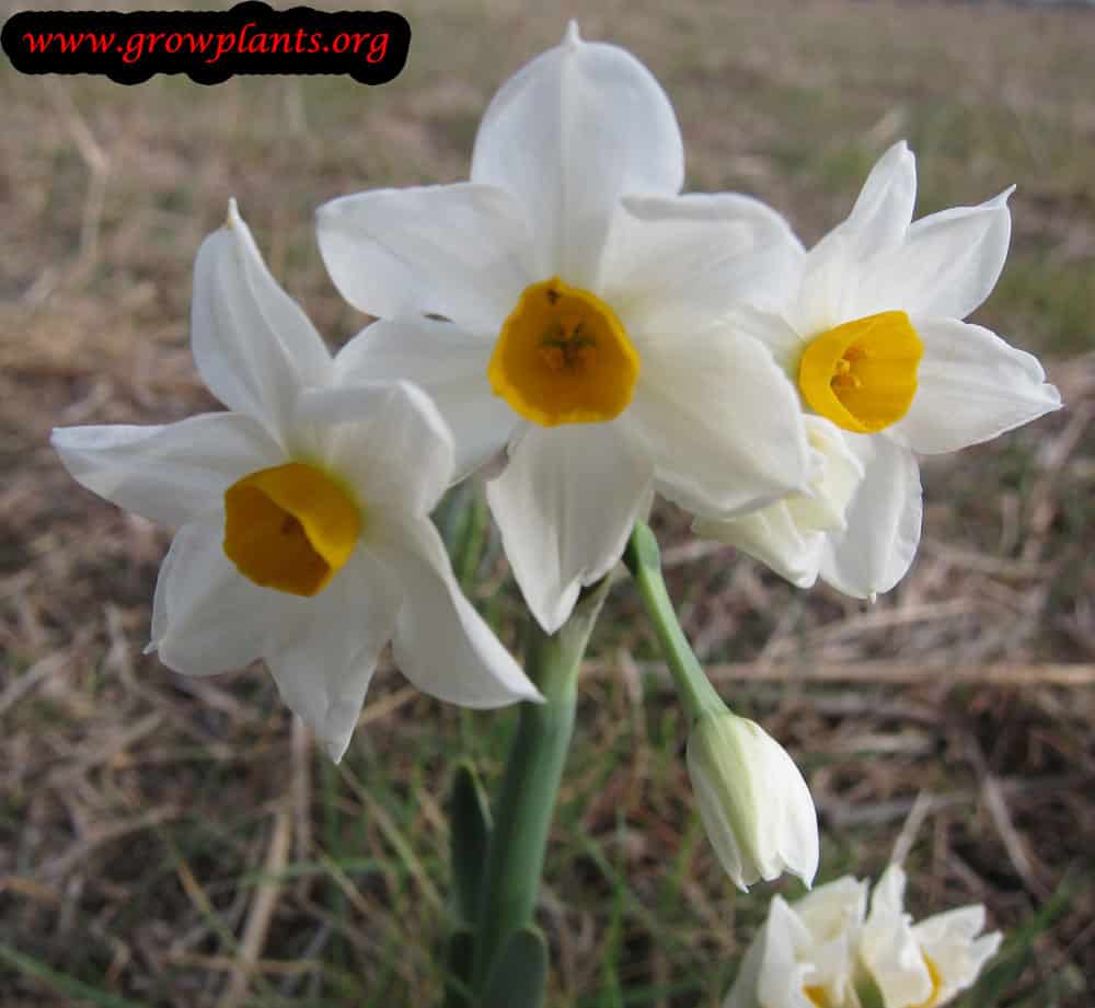 Narcissus flower