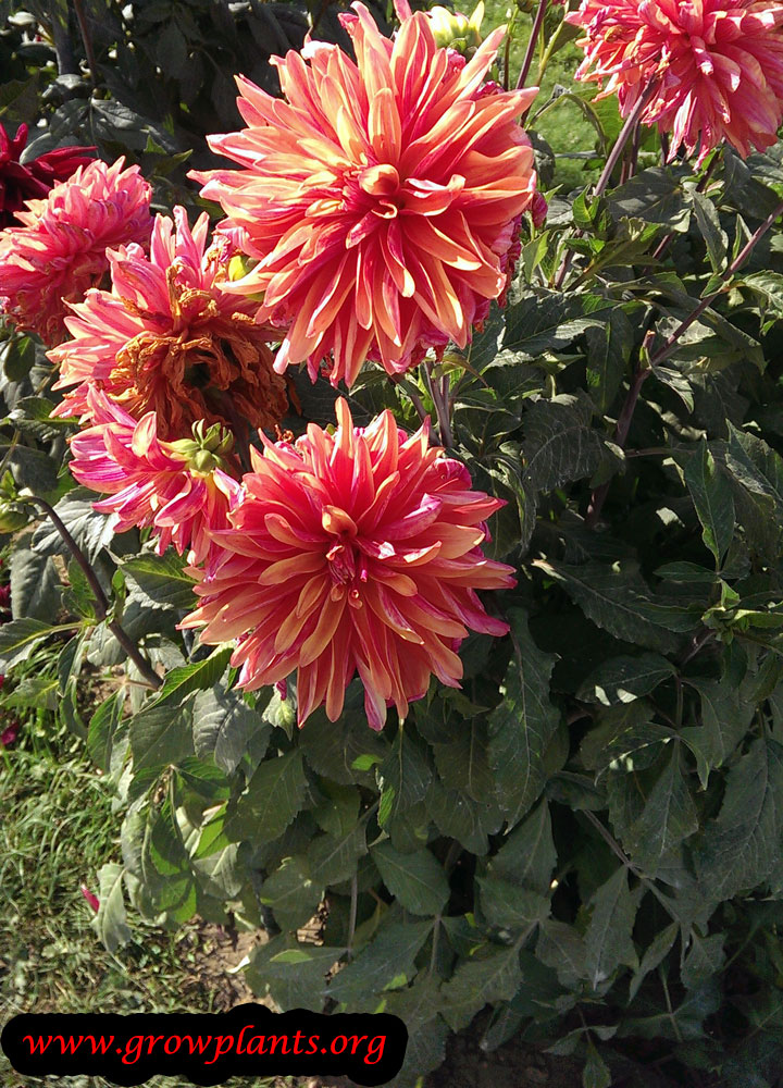 Dahlia flower care