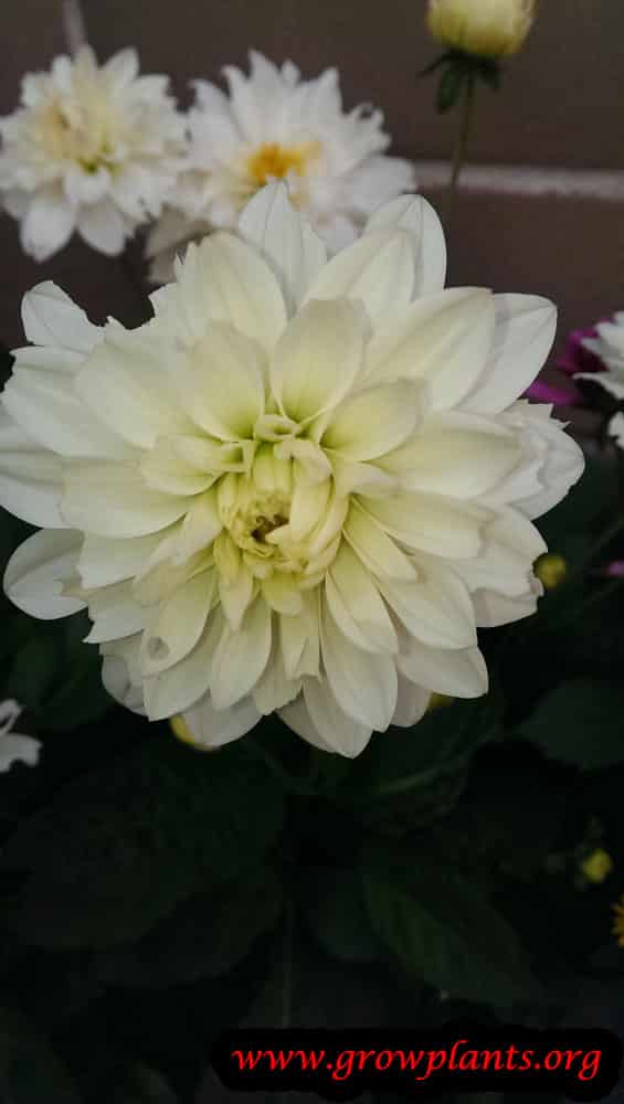 Dahlia white flower