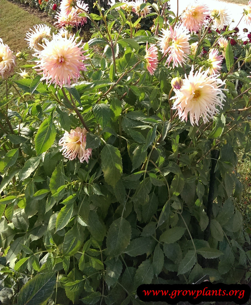 Growing Dahlia pink flower
