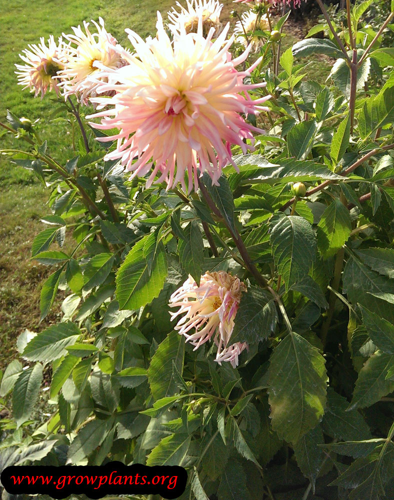 Growing Dahlia beauty flower