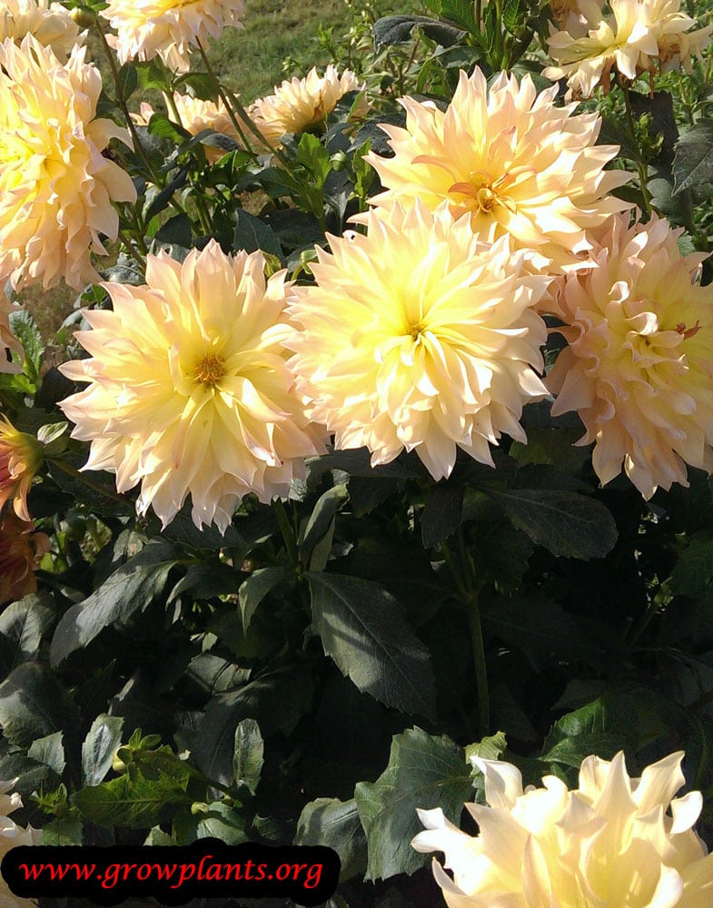 Dahlia growing from seeds