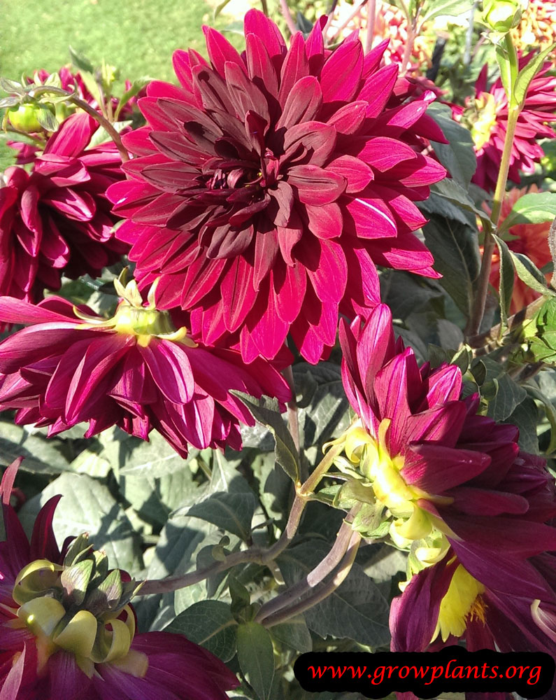 Dahlia flower start to grow from seeds