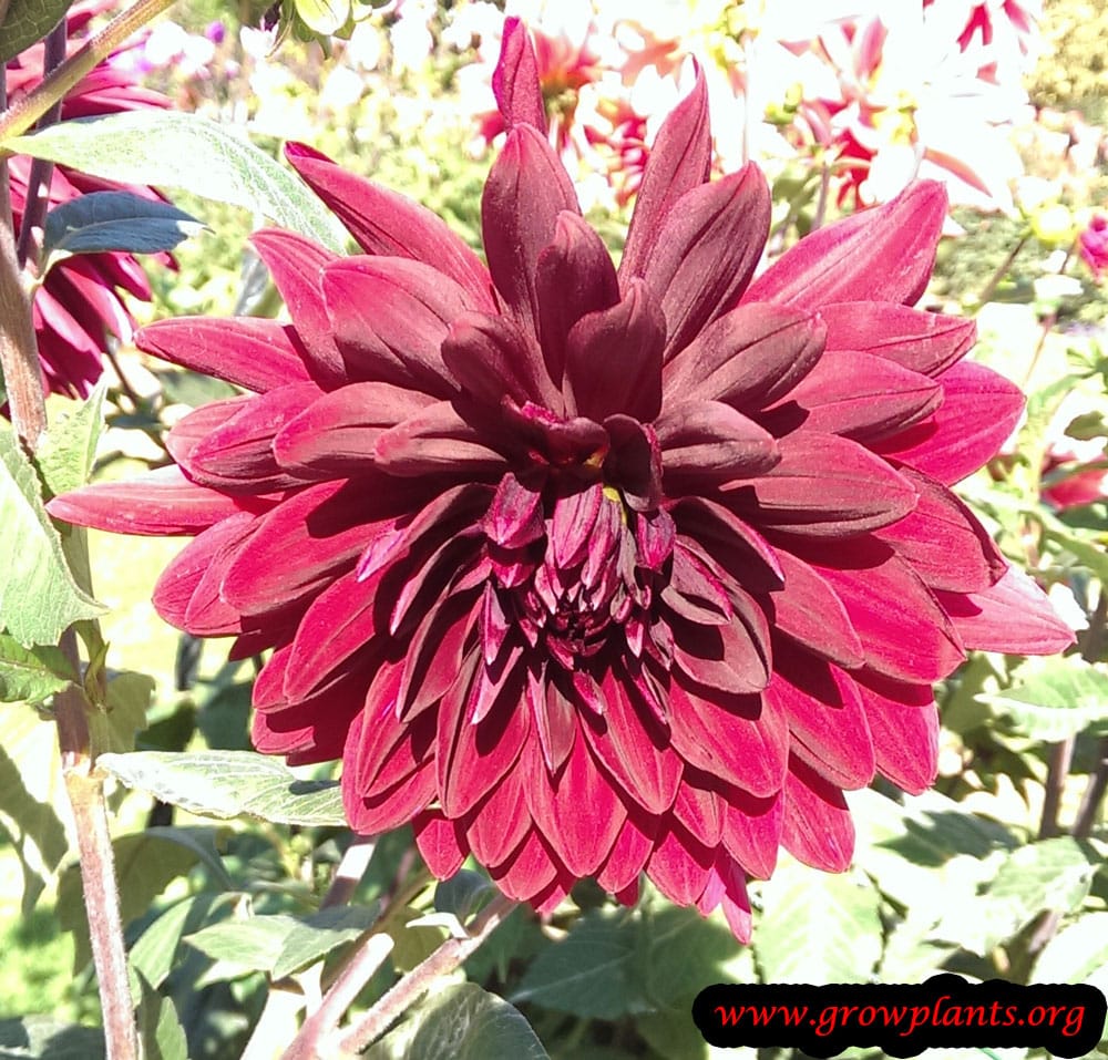 Growing Dahlia purple flower