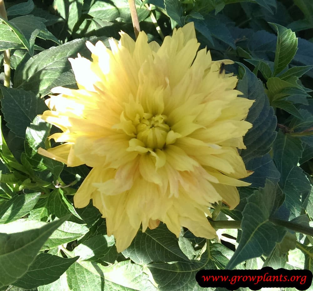Dahlia seeds
