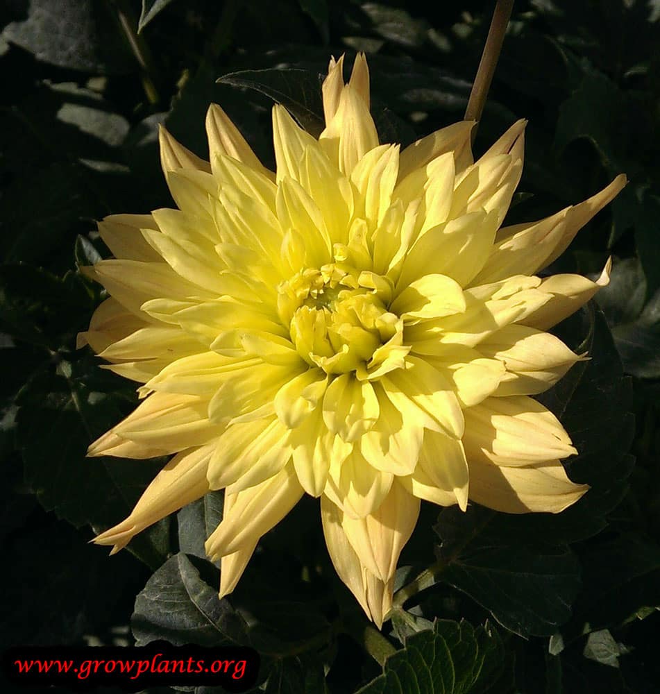 Growing Dahlia bulb