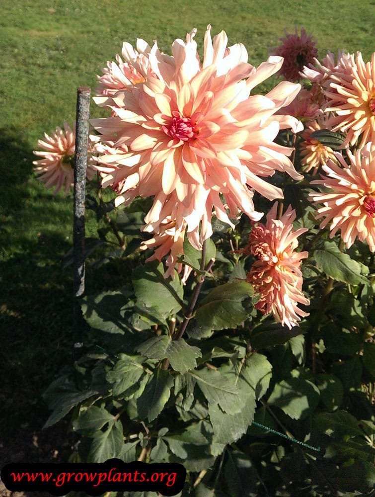 Dahlia flower