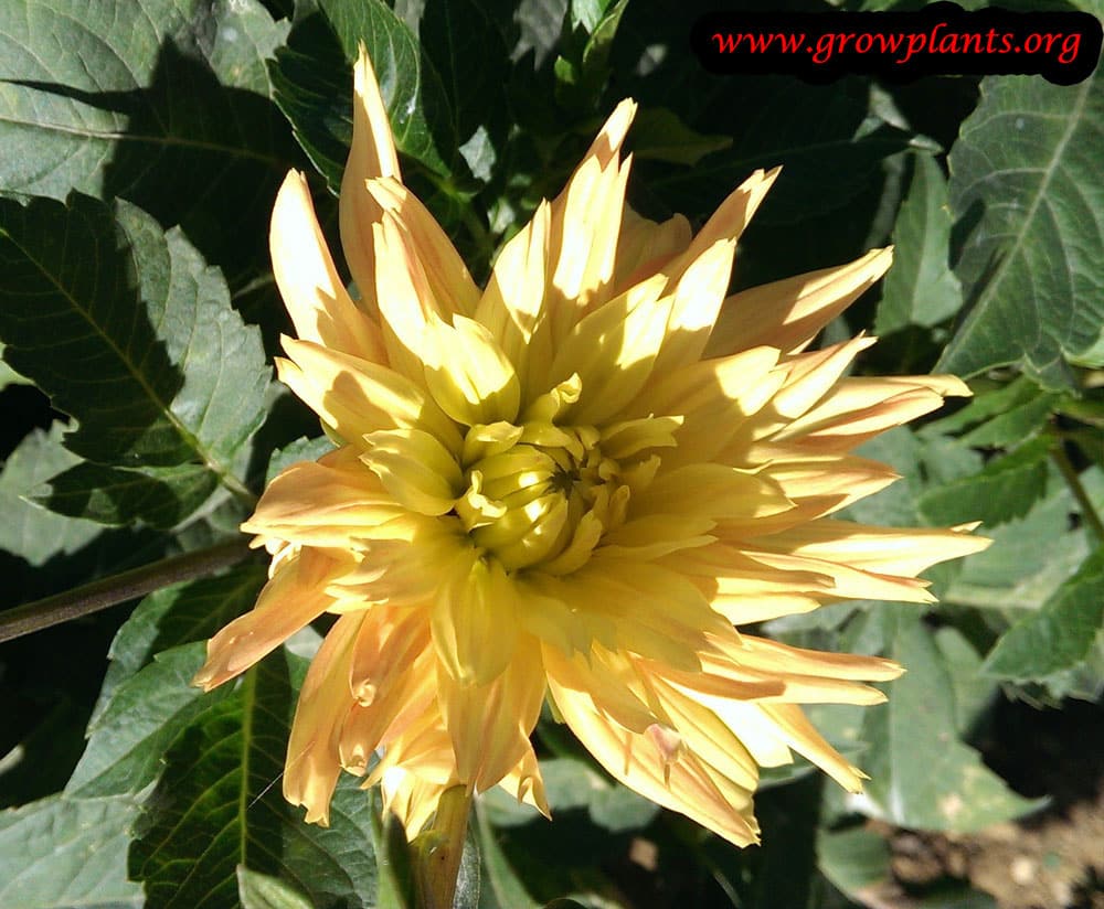 Dahlia bulb