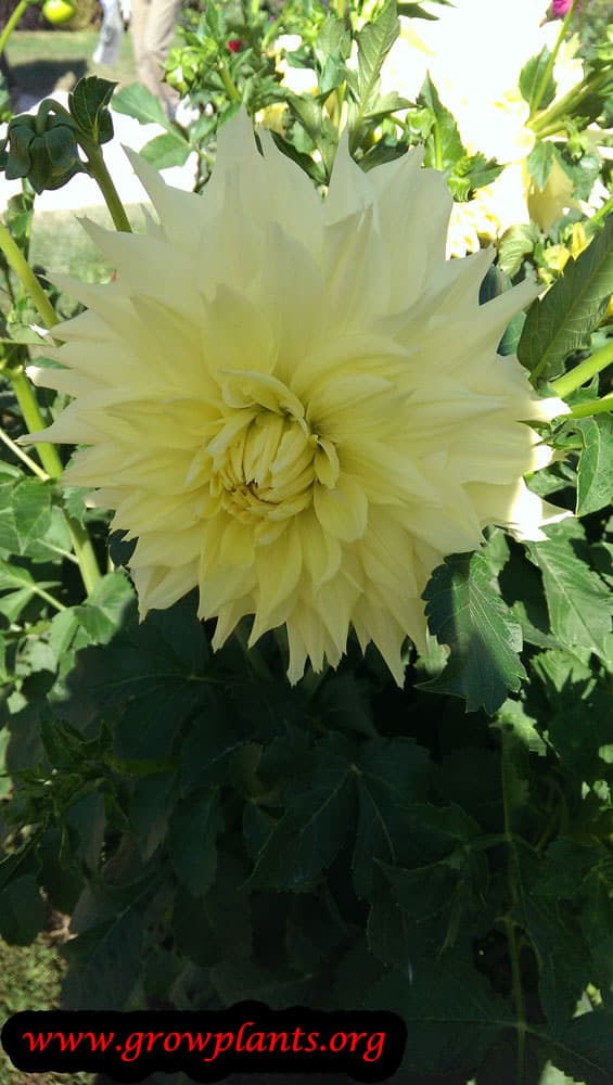 Dahlia planting