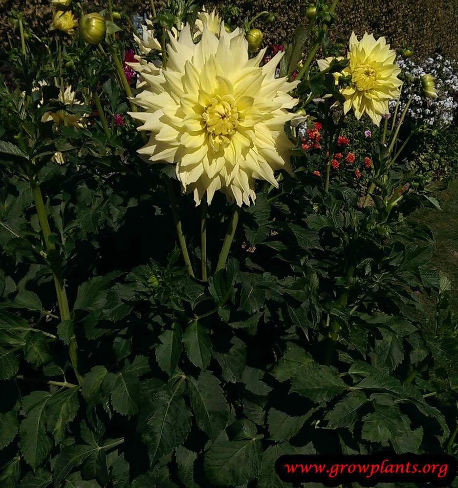 Dahlia planting season