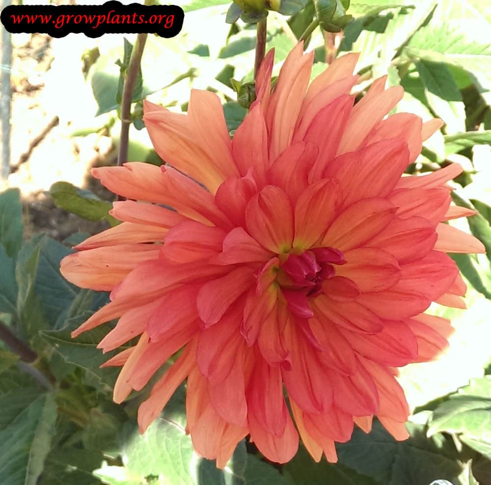 Dahlia flower season