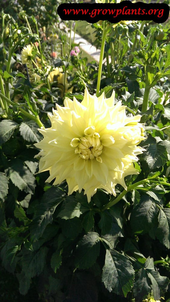 Dahlia flower facts