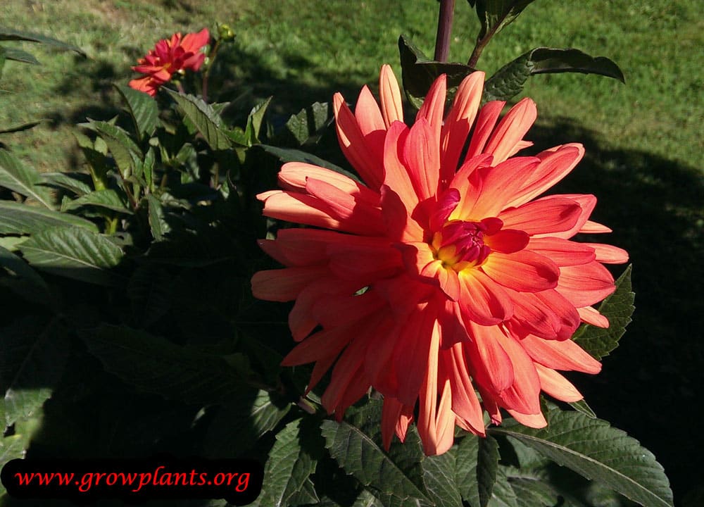 Dahlia flower color pink