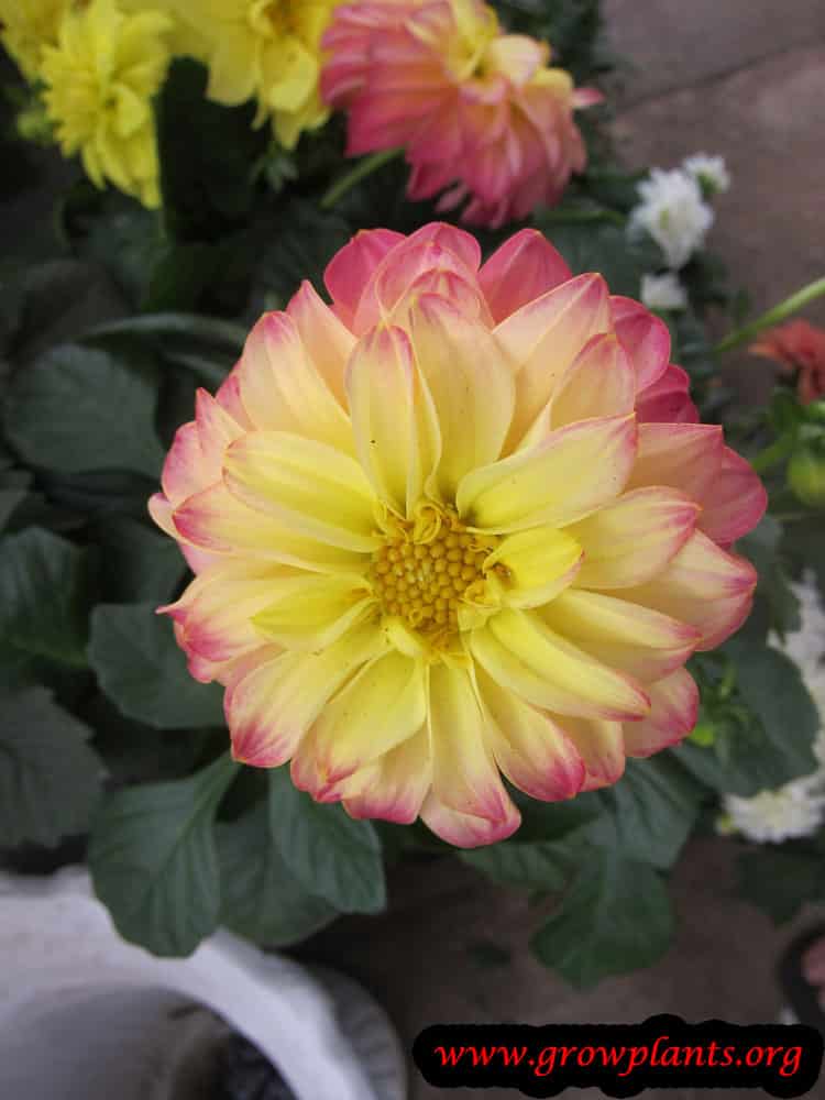 Dahlia flower yellow pink