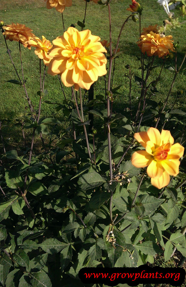Growing Dahlia flower