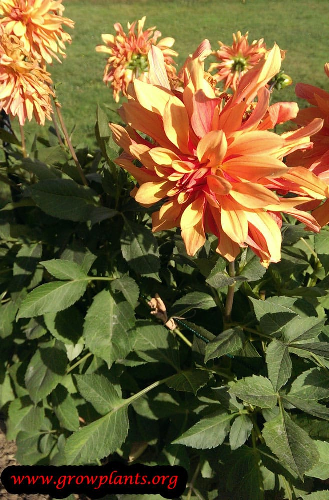 Dahlia plant