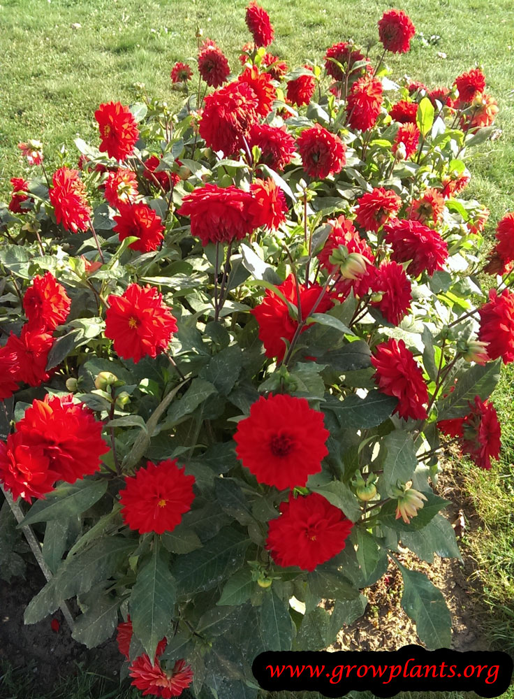 Dahlia plant care