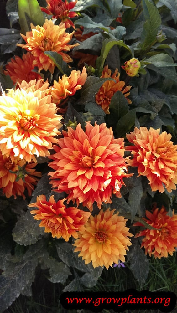 Dahlia plant grow and care