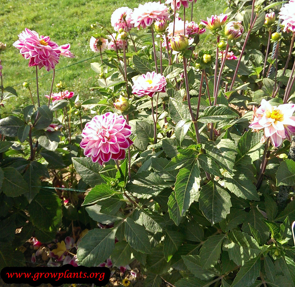 Dahlia plant cut flower