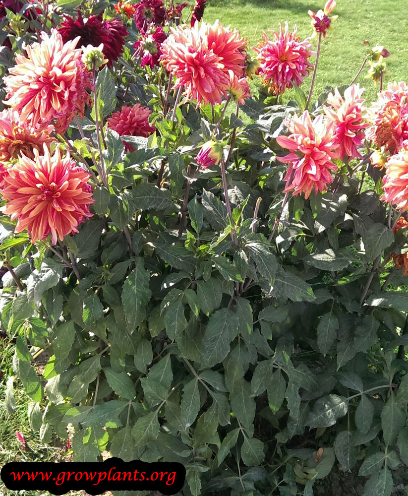 Dahlia pink flower