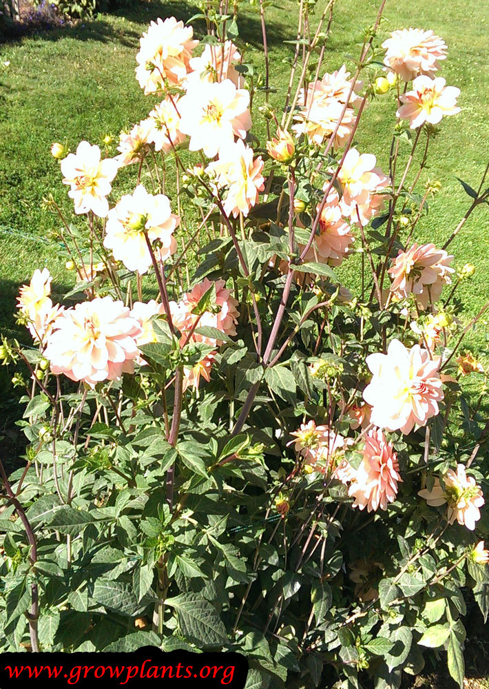 Dahlia ankara