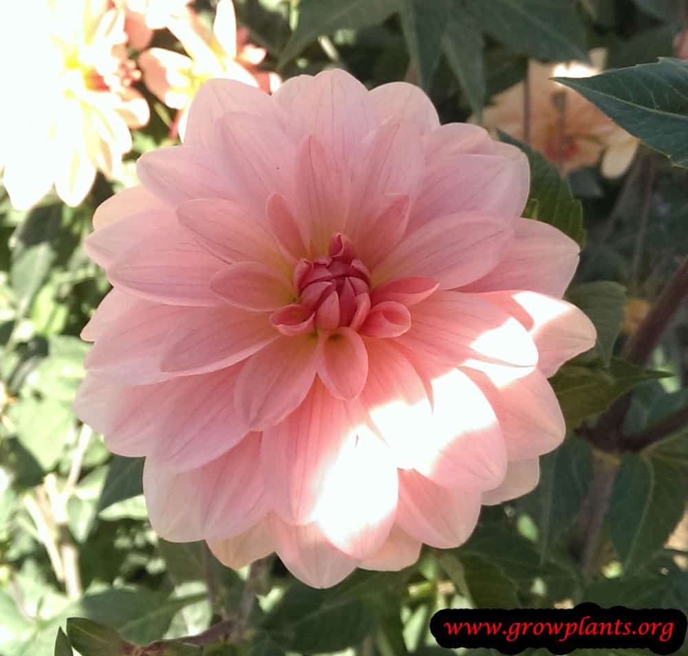 Dahlia ankara flower