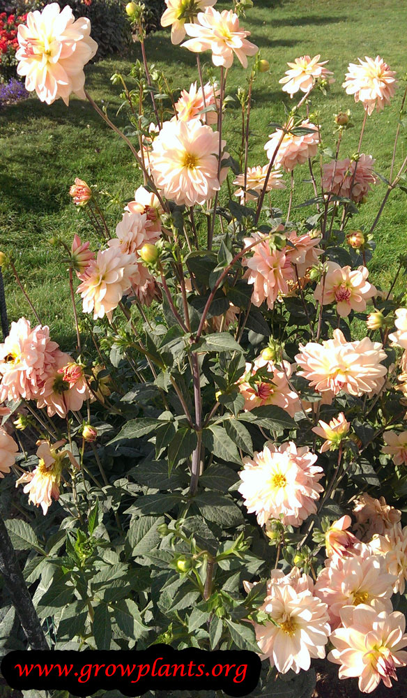 Growing Dahlia ankara flower