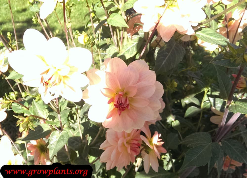 Dahlia ankara plant care