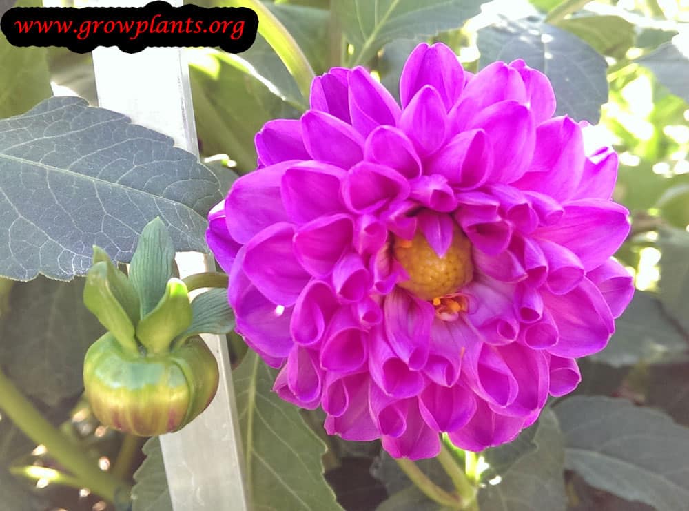 Dahlia ball flower
