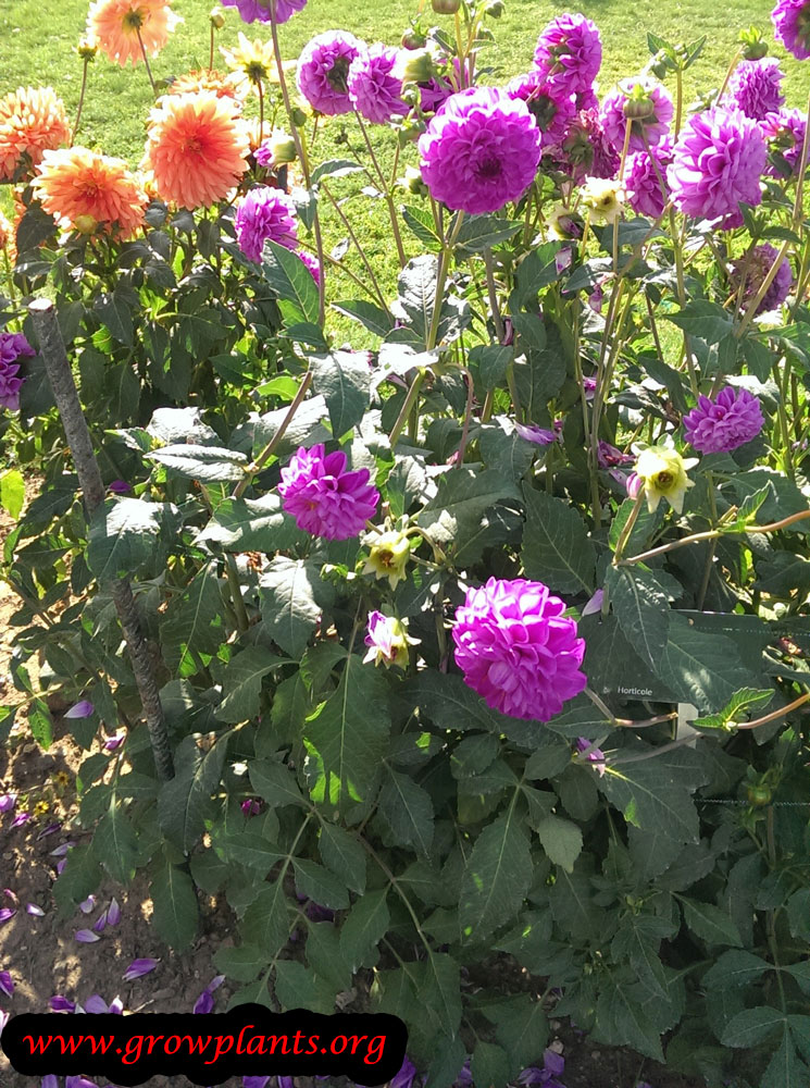 Dahlia ball