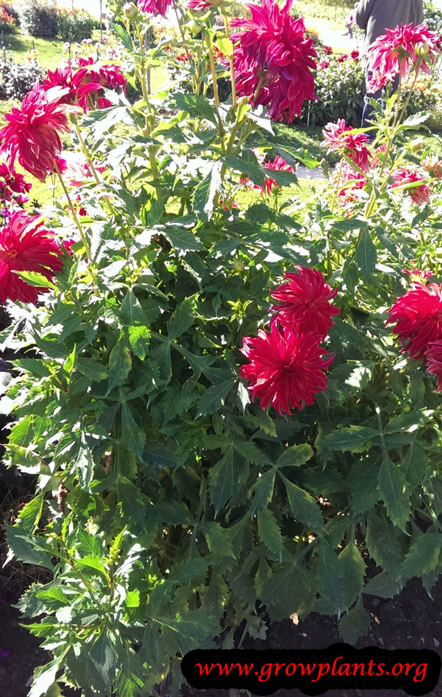 Dahlia bangkok