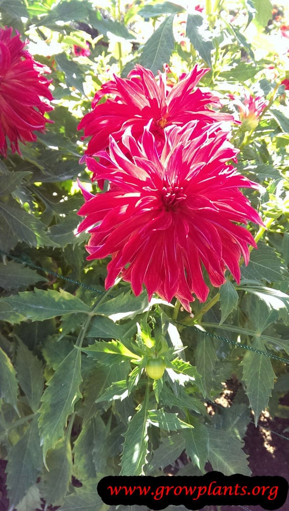 Dahlia bangkok flower