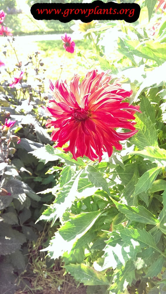 Growing Dahlia bangkok flower