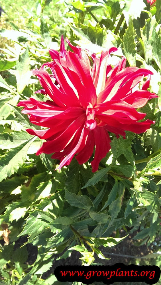 Dahlia bangkok plant care