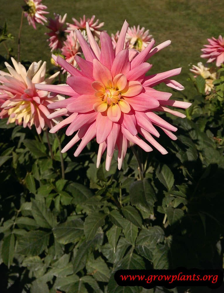 Dahlia bel amour