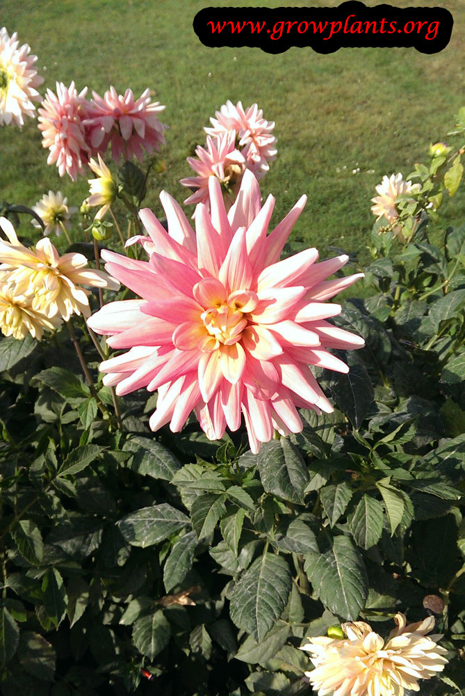 Growing Dahlia bel amour