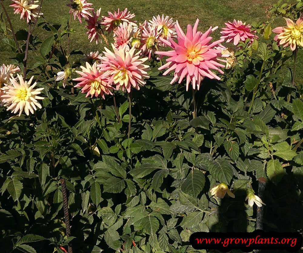 Dahlia bel amour flowers