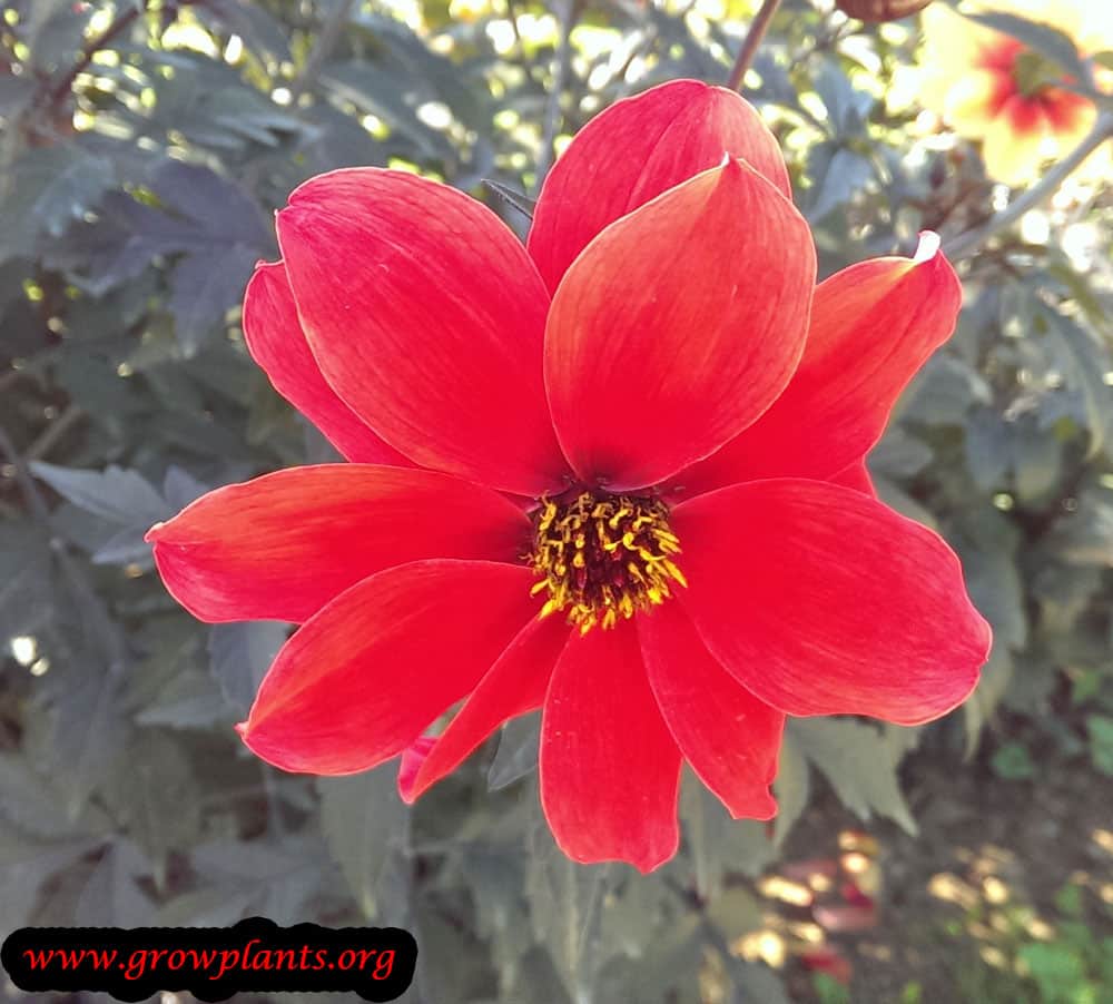 Dahlia bishop of llandaff