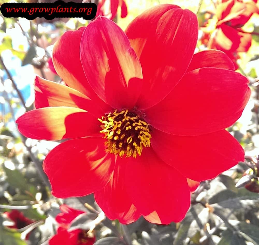 Growing Dahlia bishop of llandaff