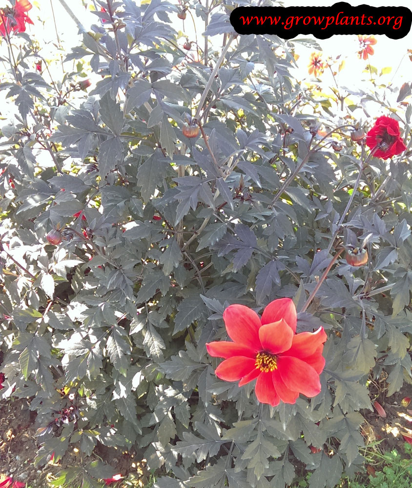 Dahlia bishop of llandaff plant care