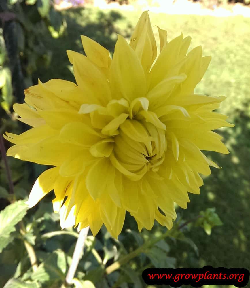 Dahlia bonaventure