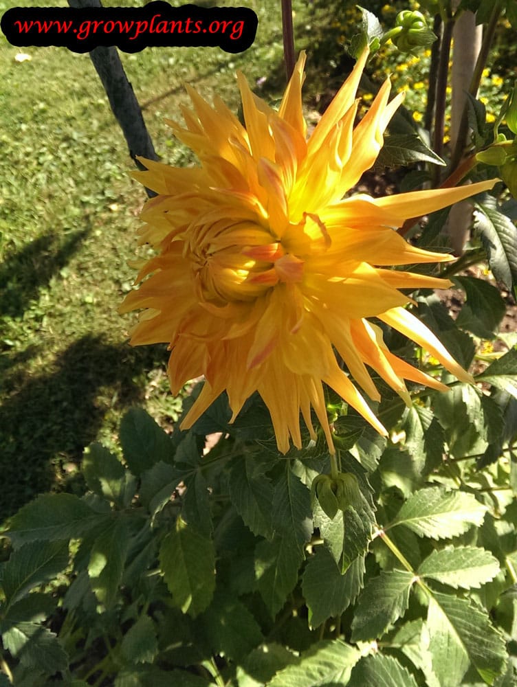 Growing Dahlia bonaventure