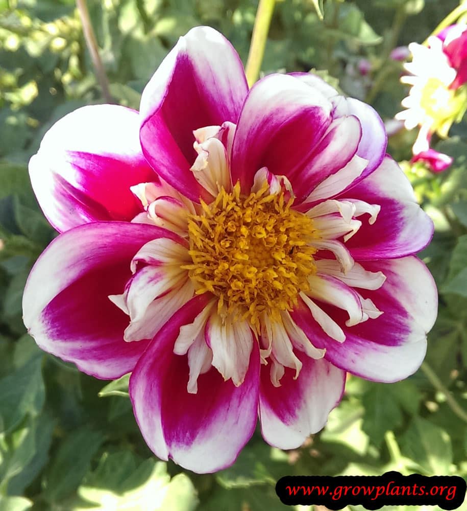 Dahlia bumble rumble
