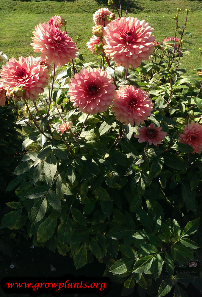 Dahlia chateau de la bourdaisiere